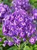 Phlox paniculata 'Purple Kiss', Flammenblume, lila, ca. Produktbild-Vorschau 6