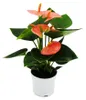 Kleine Flamingoblume Anthurium andreanum Baby-Anthurie Produktbild-Vorschau 1