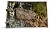 Aquarium Deko, Terrarium Dekorationsset Steppe Wuesten-Mix Produktbild-Vorschau 2