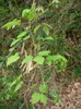 Dreiblättrige Schokoladenranke (Akebia trifoliata)  - 10 Produktbild-Vorschau 3
