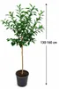 Yuzu Zitrone (Citrus junos) XXL, 130–160 cm. Japońska Podgląd zdjęcia produktu 5