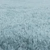 Ayyildiz | Hochflor Teppich Shaggy - Super Weich Kuschelig Produktbild-Vorschau 4