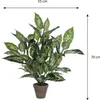 Dieffenbachia pvc avec pot gris Voir les images du produit 2