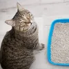 A tabby cat sits next to a blue litter box filled with white litter. Anteprima dell’immagine prodotto
