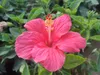 Bio Hibiskusblüten ganz 250 g Produktbild-Vorschau 3