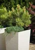 Quadratische hohe Meißel Blumentopf 19x36cm Weiß + Einsatz Produktbild-Vorschau 5