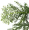 Araukaria wyniosła - Araucaria heterophylla - Wysokość Podgląd zdjęcia produktu 3