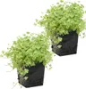Bloomique - Zestaw 2 szt. - Hydrocotyle Variegata - Wąkrota Podgląd zdjęcia produktu 1