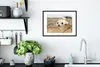 MuchoWow® MuchoWow® Gerahmtes Poster Robbe hinter Produktbild-Vorschau 4