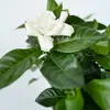 Jasmin du Cap - Set de 2 - Gardenia jasminoides - Hauteur Voir les images du produit 3