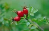 Hundsrose 60-100 cm, im Topf - Rosa canina Produktbild-Vorschau 4