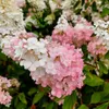 Hydrangea paniculata bílá a růžová 2L Náhled obrázku produktu 1