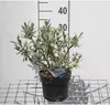 Salix helvetica - Vŕba švajčiarska 25- 30 cm - Kontajner Náhľad obrázku produktu 1