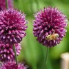 Blumenzwiebelmischung - 125 Stk - Allium, Narcissus, Produktbild-Vorschau 3