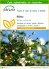 SAFLAX  - Mirto - 30 semi - Con substrato - Myrtus Anteprima dell’immagine prodotto 1