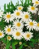 Leucanthemum vulgare, Margerite, weiß, ca. 9x9 cm Topf Produktbild-Vorschau 12