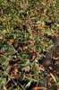 Berberis julianae - Berberis julianae 40- 60 cm velikost Náhled obrázku produktu 3