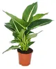Exotická rostlina Dieffenbachia Magic Green – 1 kus, Náhled obrázku produktu 1