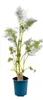 Foeniculum vulgare 'Rubrum', Bronze-Fenchel, ca. 11x11 cm Produktbild-Vorschau 1
