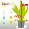 Bogenhanf - pflegeleichte Zimmerpflanze, Sansevieria Produktbild-Vorschau 4