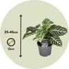 Zebrapflanze - Aphelandra squarrosa 'Botanica' - Höhe Produktbild-Vorschau 2