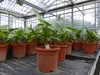 Bananenstaude Banane Musa Velutina 80 cm, rosa Zwergbanane, Produktbild-Vorschau 9