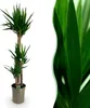 Green boutiQ - Zimmerpflanze - Yucca elephantipes - Yucca - Produktbild-Vorschau 1