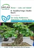 Artikelbild 1 von 'Buddha-Feige (Bodhi-Baum)' aus der Kategorie Bonsaisamen Produktbild-Vorschau