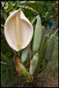 Monstera (Monstera deliciosa)  - 5 graines Voir les images du produit 3