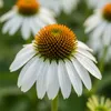 6x Echinacea p. White Swan P9H20 Produktbild-Vorschau 4