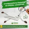 Green Guardia Teppichkäfer Falle mit Spezial-Lockstoff – 6x Produktbild-Vorschau 4