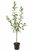 Apfelbaum Golden Delicious 100–120 cm – Malus domestica mit Produktbild-Vorschau 4