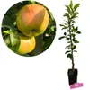 Jabloň Malus Domestica „Cevaal“, výška 80 cm, 1,5-litrový Náhľad obrázku produktu 1