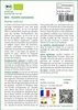 SAFLAX  -- Oseille commune - 400 graines - Rumex Voir les images du produit 3