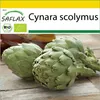 SAFLAX Kultivačný set - BIO - Artičok - Imperial Star - Náhľad obrázku produktu 10