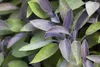 Salvia officinalis 'Berggarten', Küchensalbei, aromatisch, Produktbild-Vorschau 1