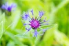 Wiesen-Flockenblume - Centaurea jacea - Heimische Produktbild-Vorschau 2