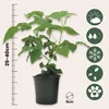 A potted plant with informational icons on the right side. Produktbild-Vorschau
