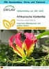 SAFLAX - Geschenk Set - Afrikanische Kletterlilie - 15 Produktbild-Vorschau 1