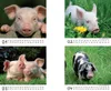 Schweinchenzauber Tischkalender 10x10cm für 2027 Schweine Produktbild-Vorschau 2