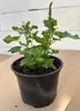 Guter Heinrich - Chenopodium bonus-henricus - Gemüse- und Produktbild-Vorschau 1