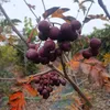 Vogelbeerbaum (Sorbus aucuparia) Titan 2L Produktbild-Vorschau 3