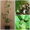 Elsbeere, Sorbus torminalis Wildobst Vogelnährgehölz  ca. Produktbild-Vorschau 1