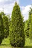 Thuja occidentalis 'Smaragd', Lebensbaum, immergrün, 60–80 Produktbild-Vorschau 3