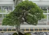 SAFLAX - Bonsai - Chiński Jałowiec - 30 Nasiona - Juniperus Podgląd zdjęcia produktu 8