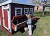 Hühnerstall XL EZ Chicken Home Rot, 3,78 m² - Wetterfest, Produktbild-Vorschau 8
