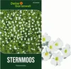 Sternmoos Mastkraut Plattenmoos Samen - Sagina subulata - Produktbild-Vorschau 1