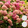 Bloomique - 2er-Set - Hydrangea Pink Annabelle - Hortensie Produktbild-Vorschau 2