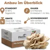 Hawlik Pilzbrut Austernpilzkultur Mittel – Pilzzucht Set Produktbild-Vorschau 4