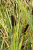 Typha latifolia, Breitblättriger Rohrkolben, ca. 9x9 cm Produktbild-Vorschau 6